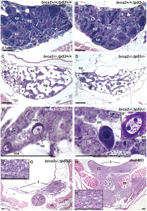 Mutation of <i>tp53</i> failed to rescue infertility in <i>brca2</i> mutants.