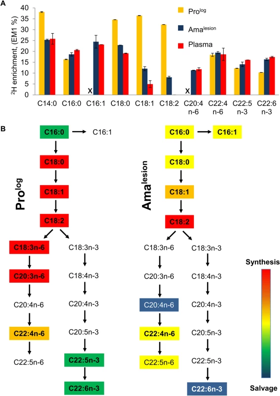 Lesion amastigotes utilize both salvage and <i>de novo</i> biosynthetic pathways to supply their fatty acid needs.