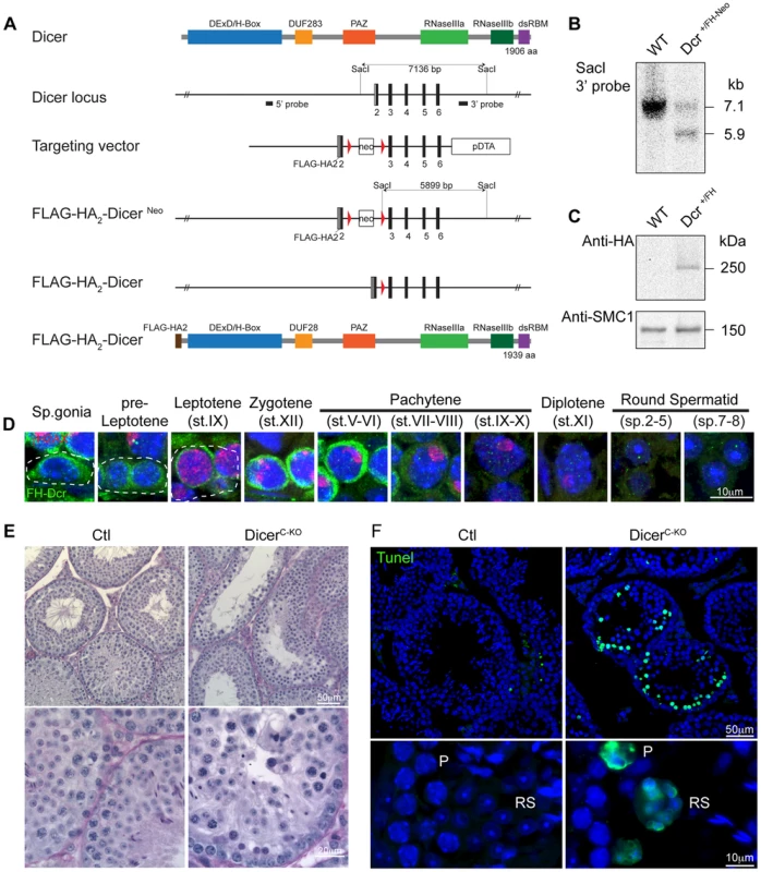 Expression and function of Dicer in adult spermatogenesis.