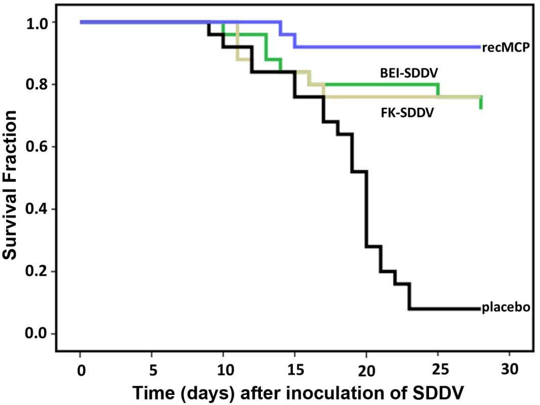 Protection of scale drop syndrome by vaccination of <i>Lates calcarifer</i>.