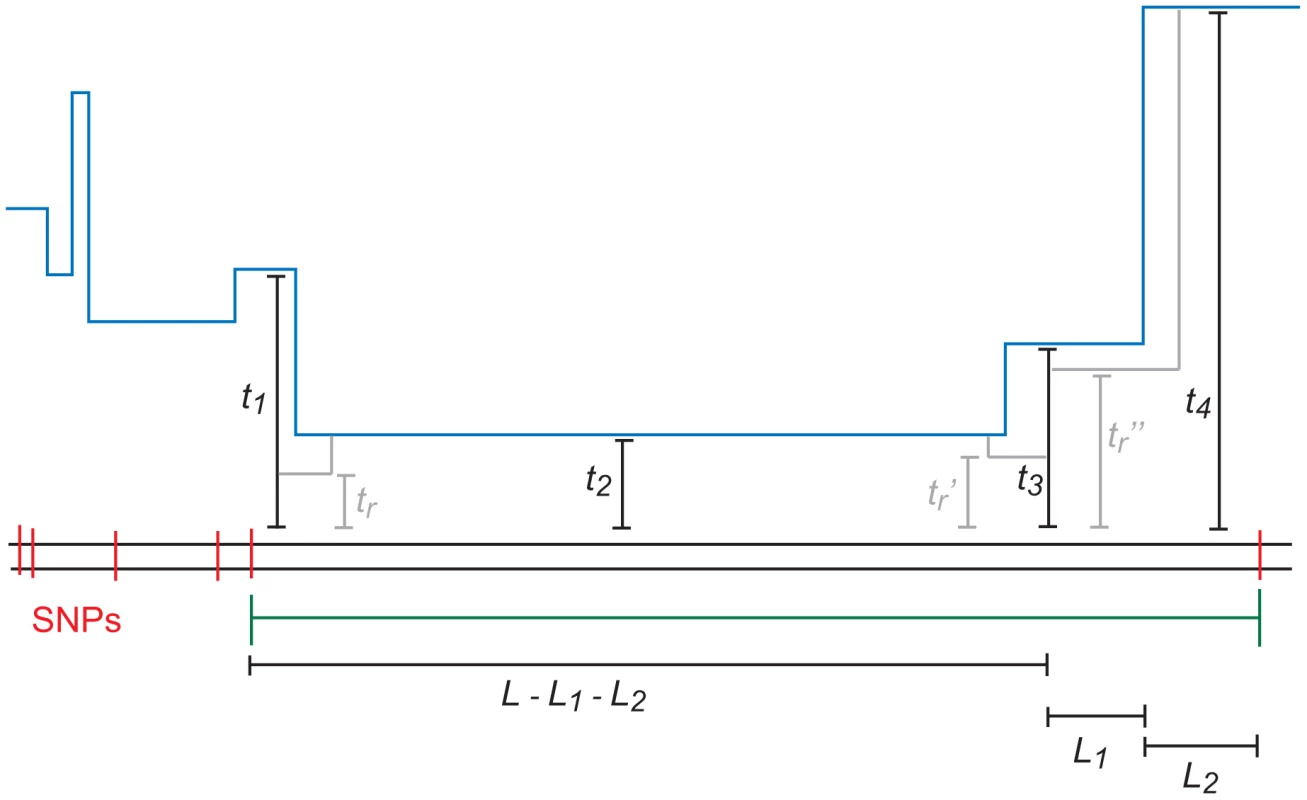 An -base IBS tract with three recombination events in its history.