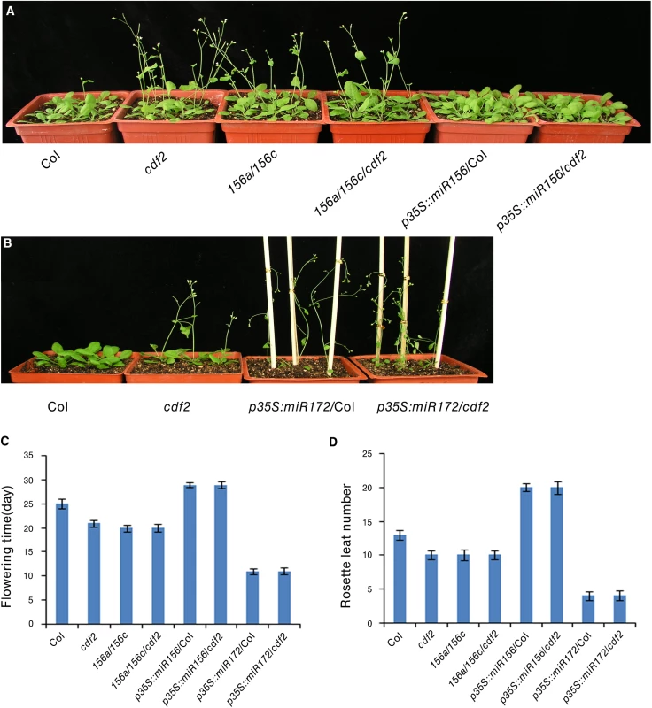 CDF2 is in the same pathway as miR156 and miR172 to regulate flowering.