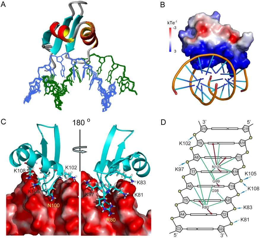 Structure of MvaT<sub>ctd</sub> and AT-rich DNA complex.