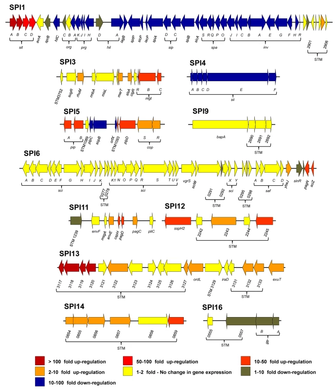 The relative intra-macrophage expression of the different pathogenicity islands of <i>S</i>. Typhimurium.