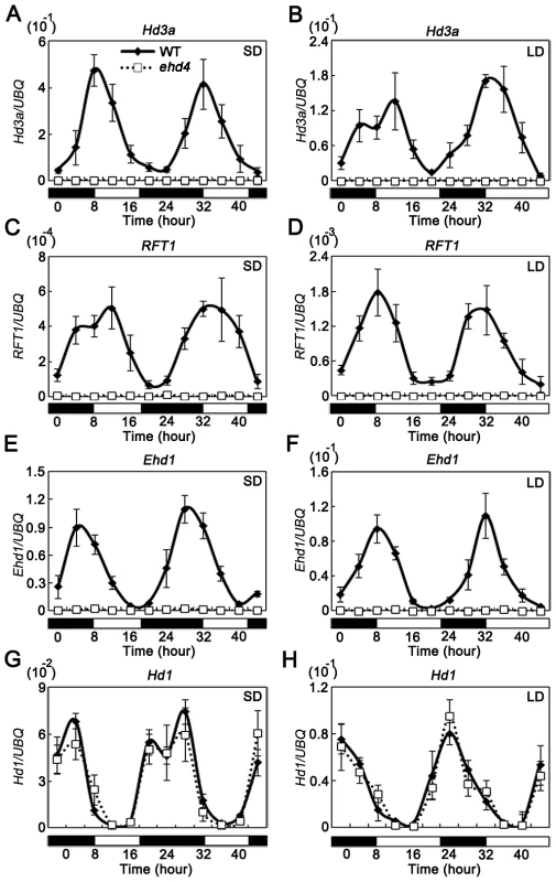 The rhythmic expression pattern of <i>Hd3a</i>, <i>RFT1</i>, and <i>Ehd1</i>, but not <i>Hd1</i>, was abolished in the <i>ehd4</i> mutant plants under both SDs and LDs.