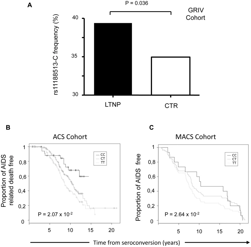 Effect of rs11188513 in the GRIV, ACS and MACS study groups.