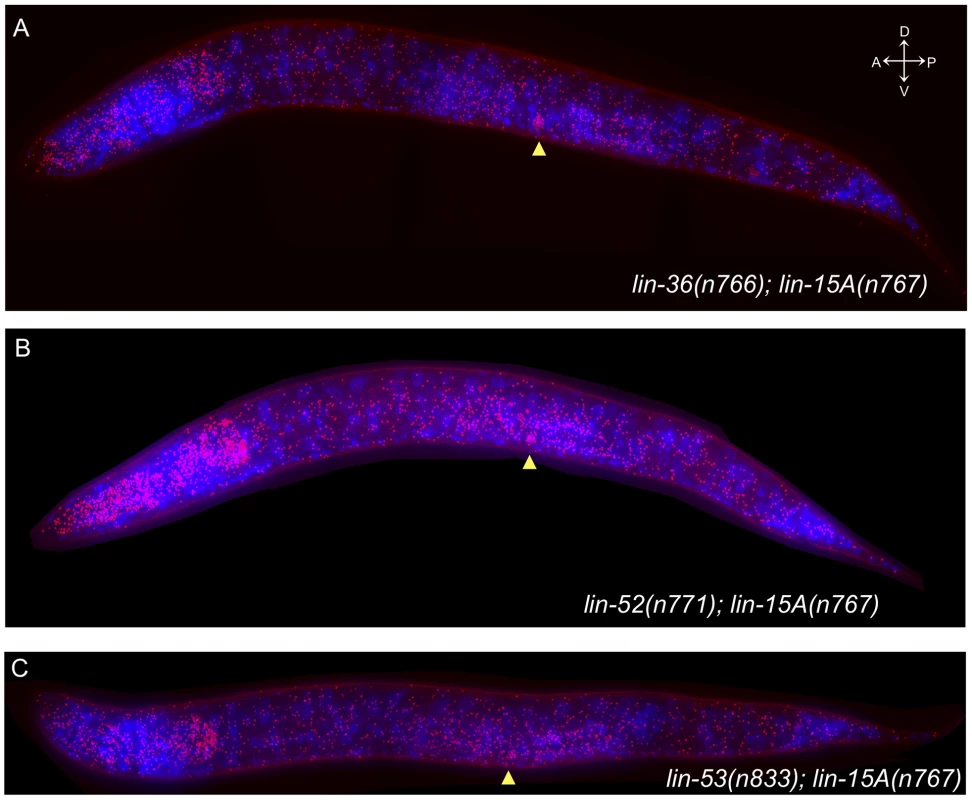 Multiple class B synMuv mutations have similar effects on <i>lin-3</i> mRNA expression.