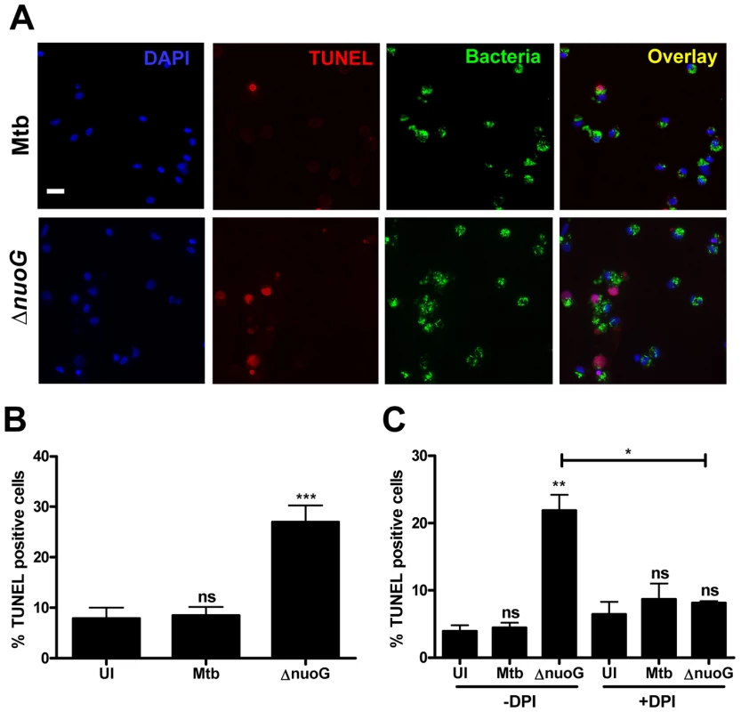 The pro-apoptotic phenotype of the <i>nuoG</i> mutant is conserved in primary human alveolar macrophages and is dependant on ROS.