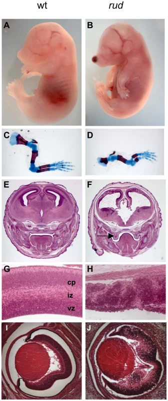 Phenotypic characterization of <i>rudolph</i> mutants.