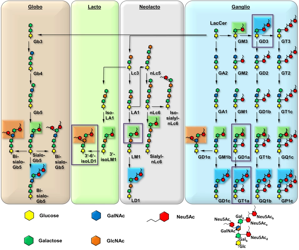 Overview and biosynthetic pathway of the four most prominent ganglioside series.