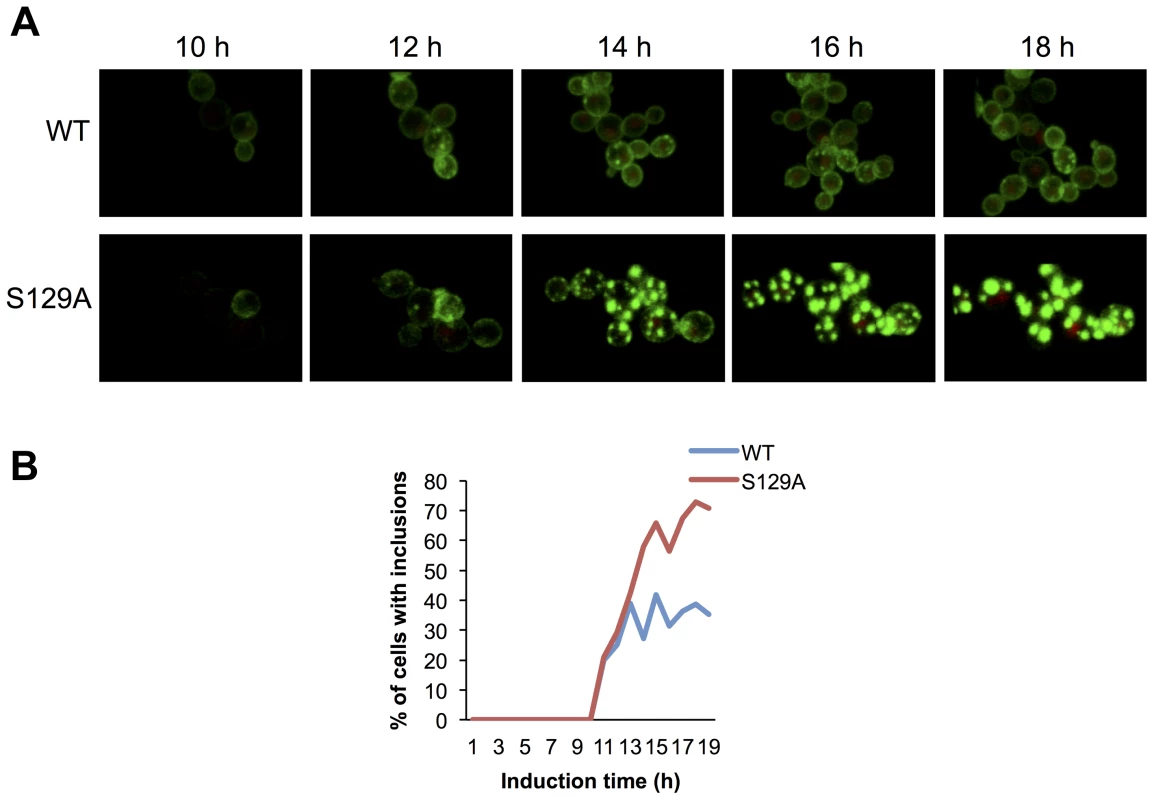Blocking aSyn phosphorylation reduces membrane interactions and accelerates inclusion formation.