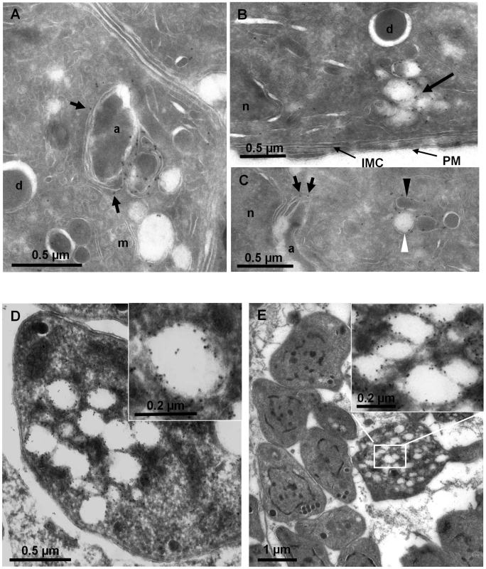 Localization of PI3P in <i>T. gondii</i>.