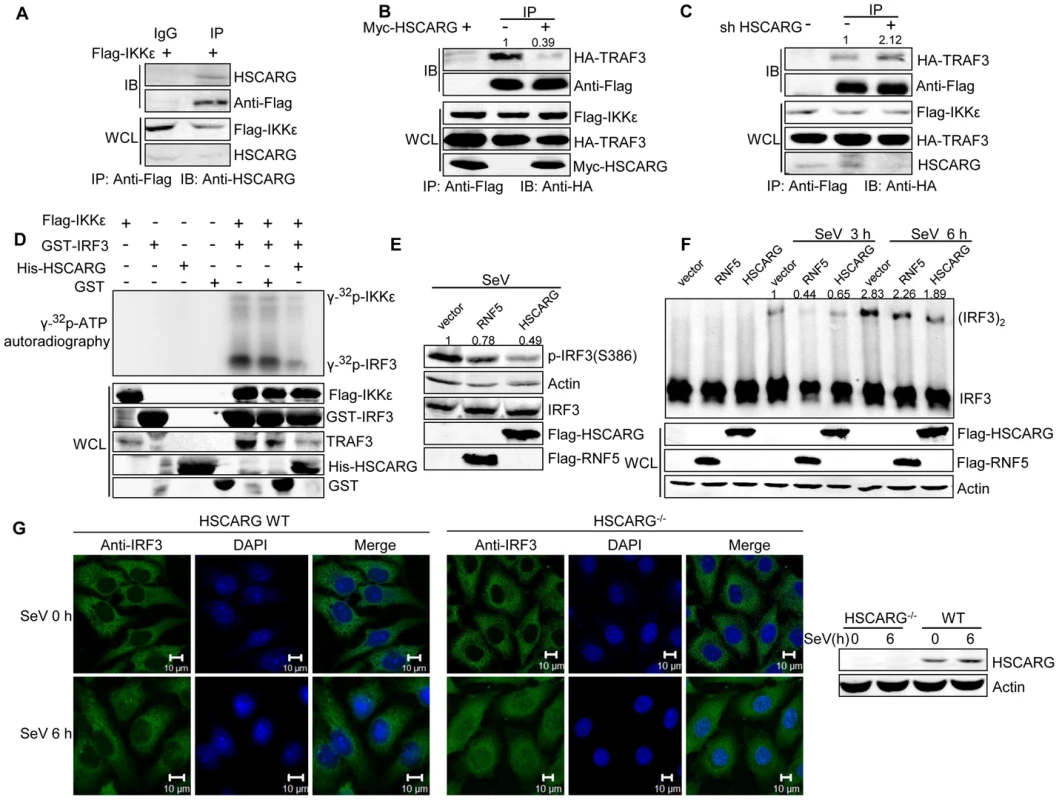 HSCARG interacts with IKKε and blocks the formation of TRAF3-IKKε complex.