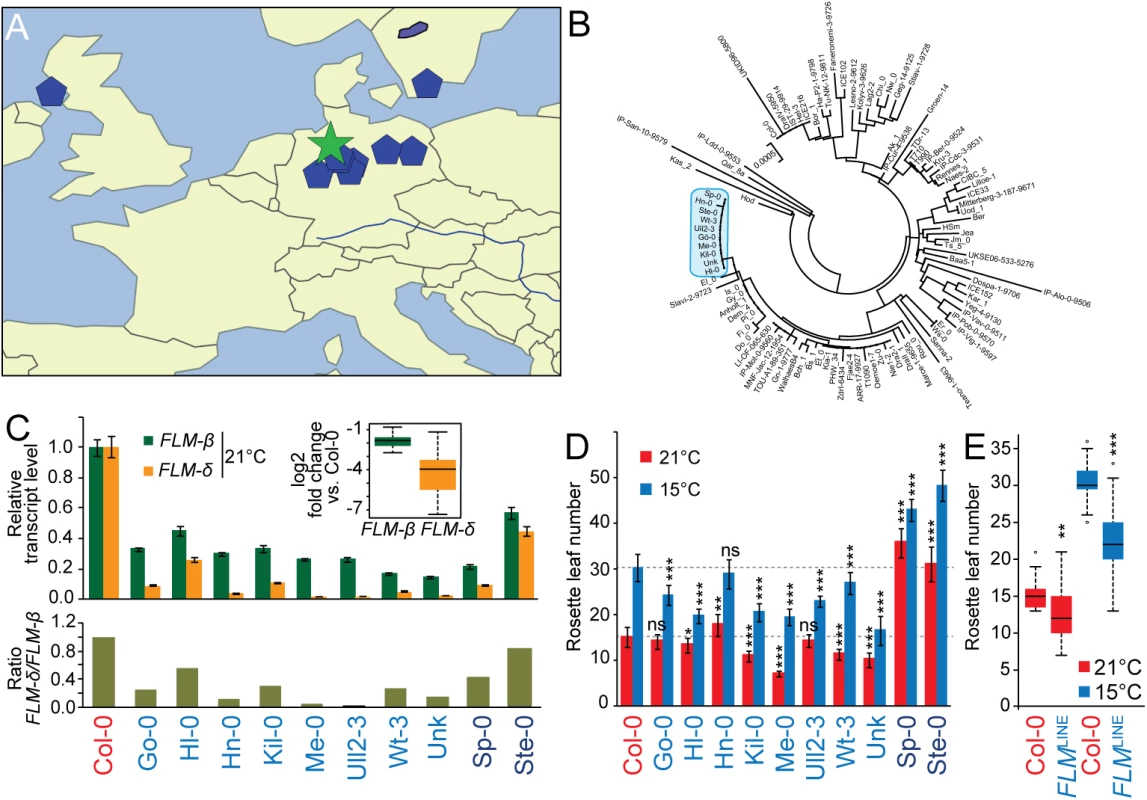 Geographical distribution and molecular analysis of <i>FLM</i><sup><i>LINE</i></sup> accessions.