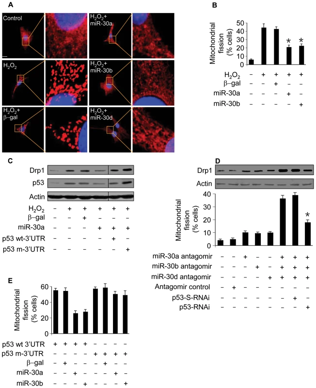 miR-30 family members regulate mitochondrial fission through p53.
