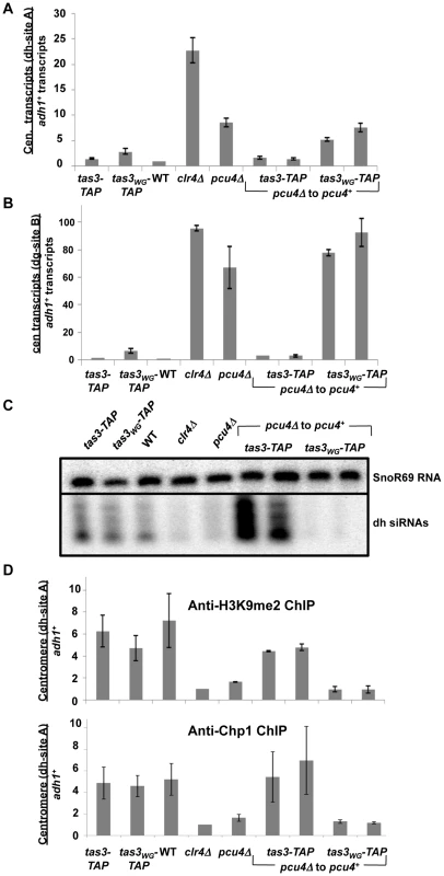 Pcu4 is required for establishment of repressive centromeric heterochromatin.