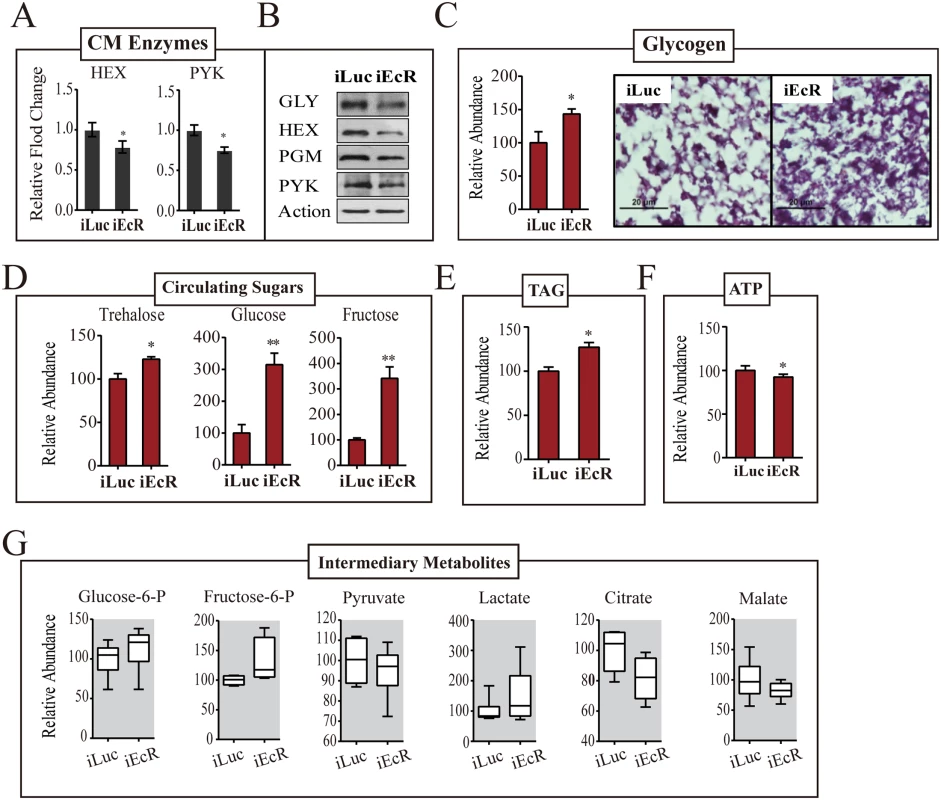 EcR depletion affects CM during PBM development.