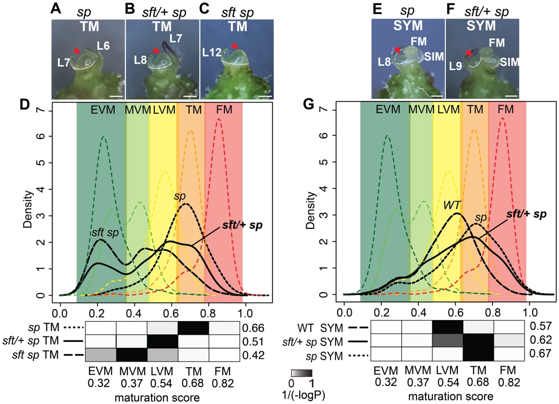 Transcriptome profiling reveals a semi-dominant delay in meristem maturation from <i>sft/</i>+ heterozygosity.