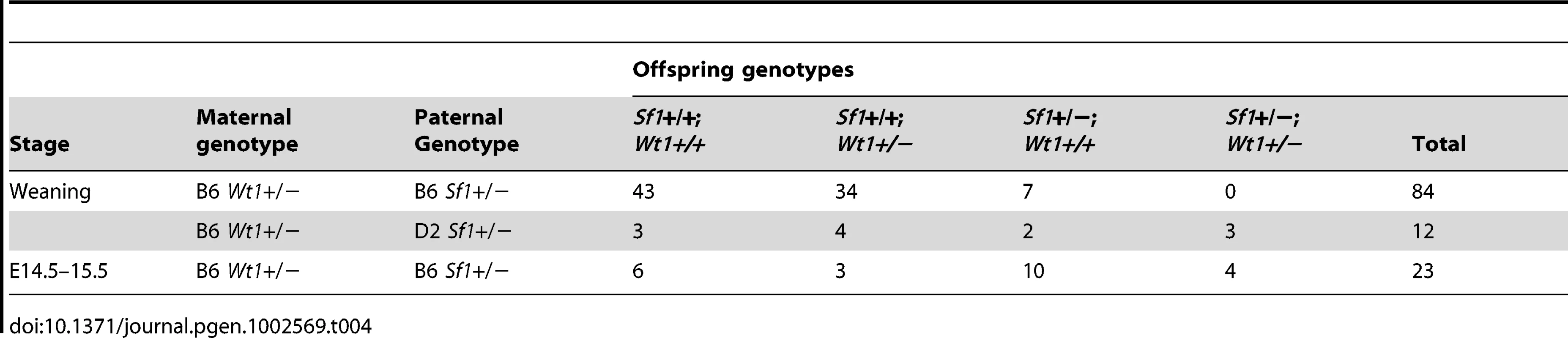 Survival of <i>Wt1</i>+/−; <i>Sf1</i>+/− offspring.
