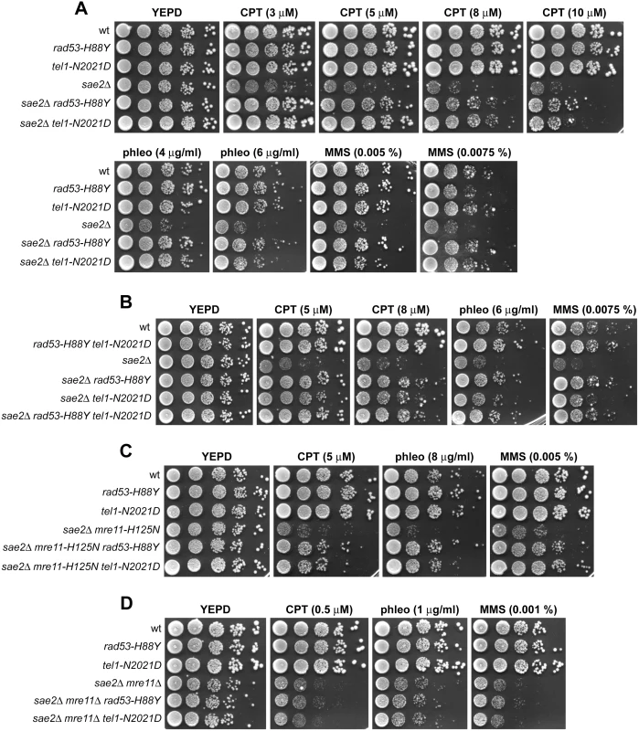 Rad53-H88Y and Tel1-N2021D suppress the hypersensitivity to genotoxic agents of <i>sae2</i>Δ cells.
