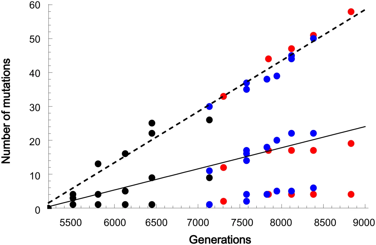The linear accumulation of mutations over generations.