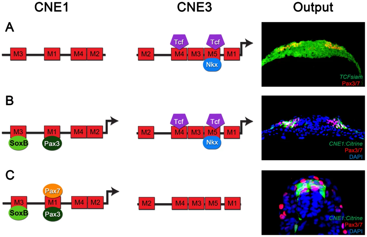The regulatory logic of Pax3 expression in the neural tube.
