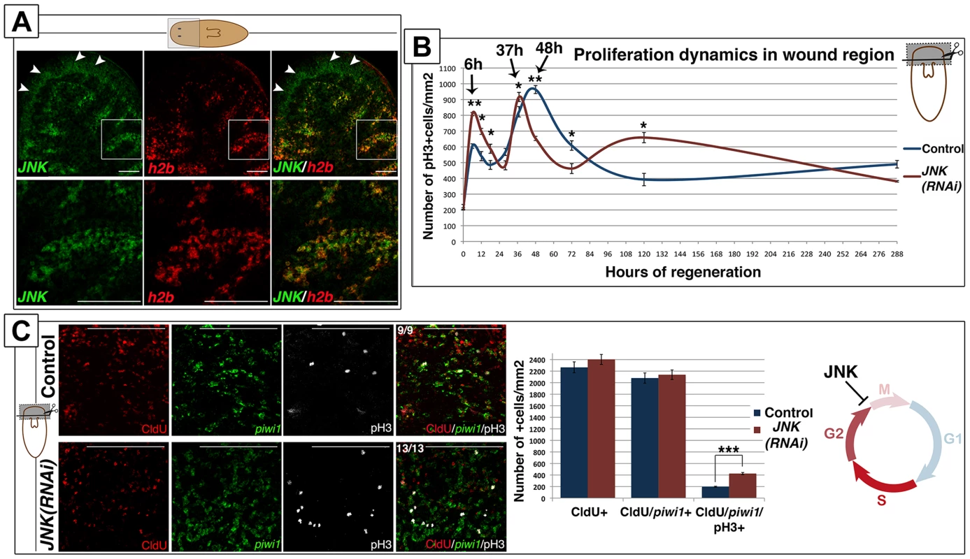 JNK attenuates the cell cycle progression of planarian neoblasts.