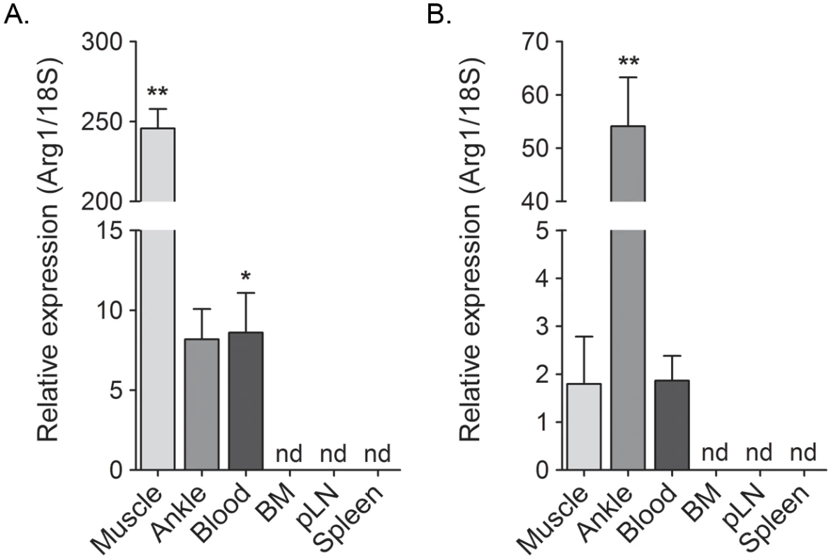 Arg1 is induced in inflamed musculoskeletal tissues and in blood leukocytes but not lymphoid tissues of RRV- and CHIKV-infected mice.