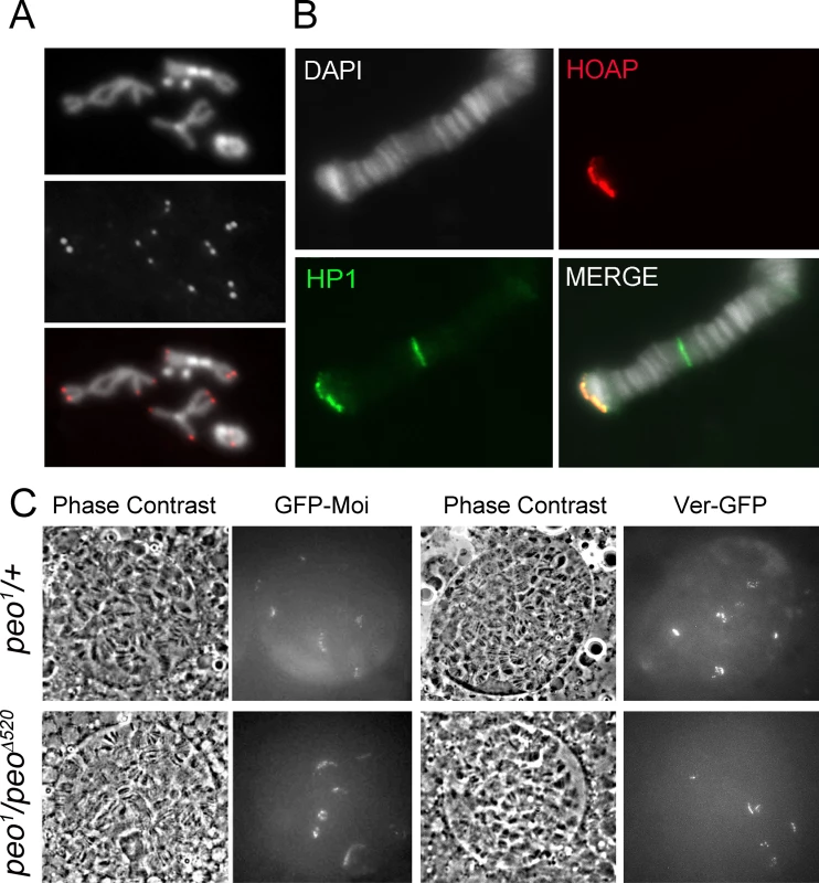 Terminin and HP1a localize normally at the telomeres of <i>peo</i> mutant cells.