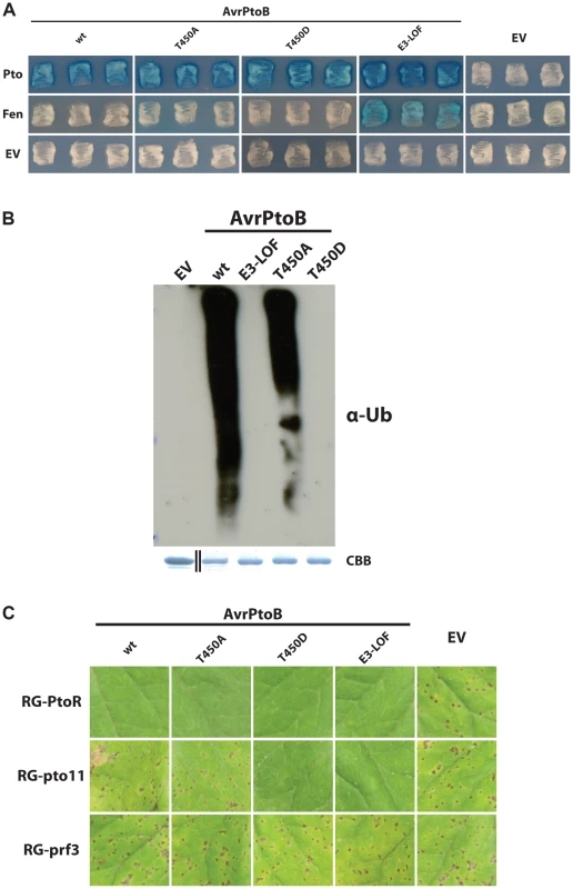 Pto-mediated phosphorylation of T450 in AvrPtoB does not impact Pto recalcitrance to E3 ligase-mediated degradation.