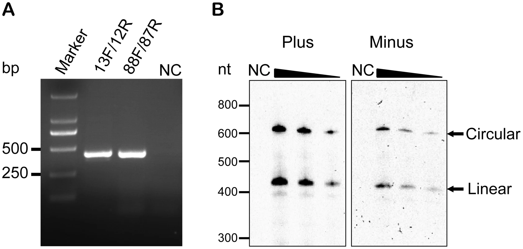 Verification of the circularity of AHVd-like RNA by RT-PCR and northern-blot hybridization.