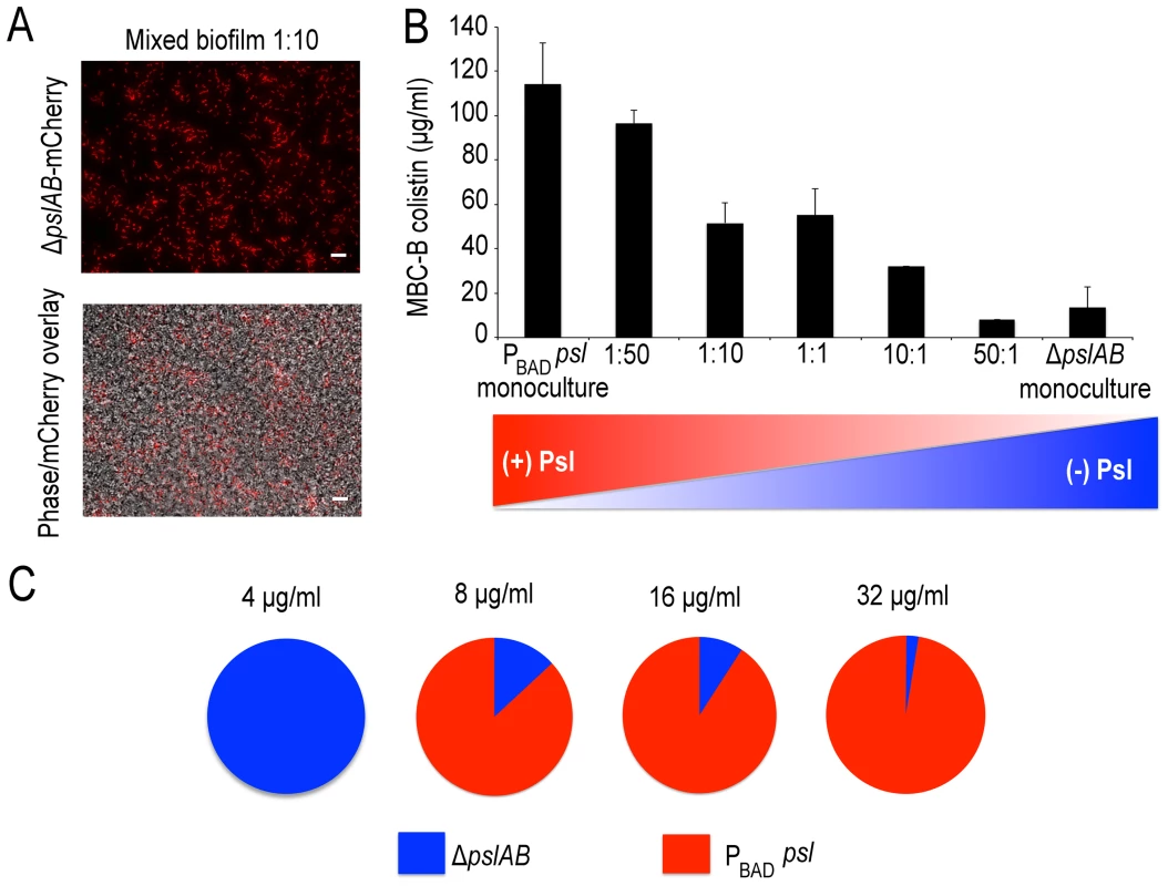 Psl producing cells offer a protective advantage to Psl deficient cells.