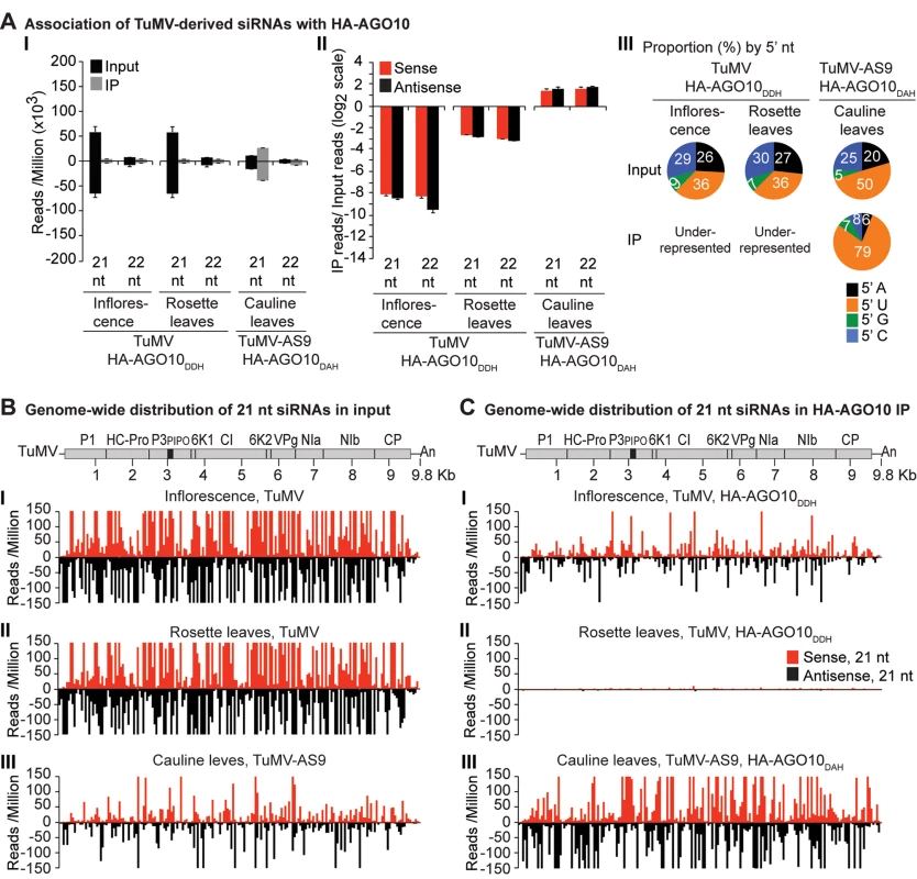 Profile of endogenous and TuMV-derived siRNAs in plants expressing HA-AGO10.