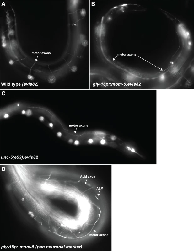 Expression of <i>mom-5</i> driven by the <i>gly-18</i> promoter induces <i>unc-5</i> null-like D/V axon guidance defects of the motor axons.