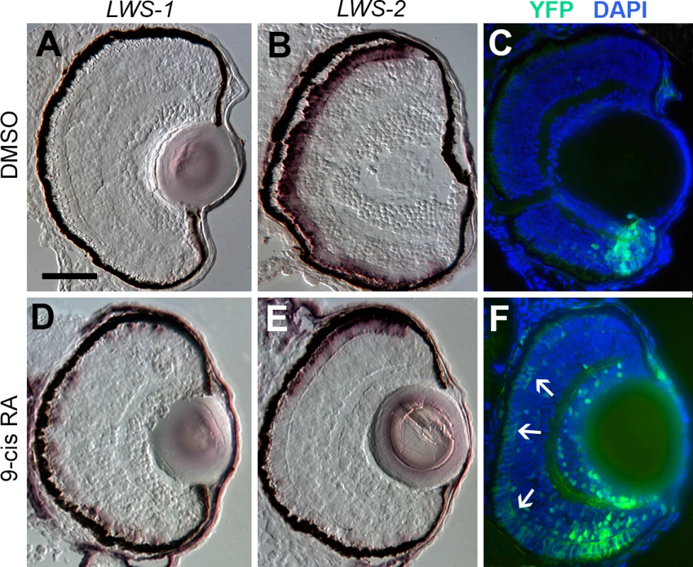 Spatial relationship of RA signaling activity compared with expression of <i>LWS1</i> and <i>LWS2</i>.