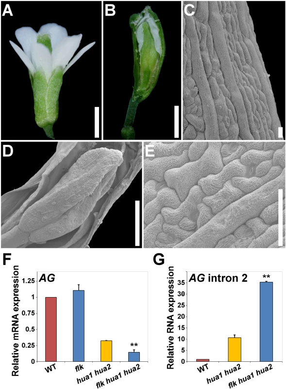 Loss of <i>FLK</i> dramatically enhances the floral phenotypes of <i>hua1 hua2</i> plants.