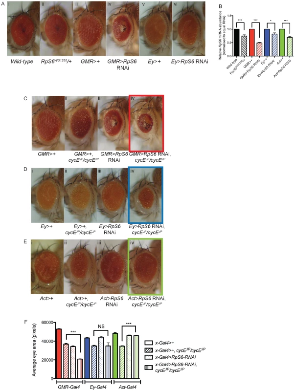 Reducing <i>RpS6</i> by RNAi in the whole fly, but not specifically in the eye, suppresses <i>cycE<sup>JP</sup></i>.