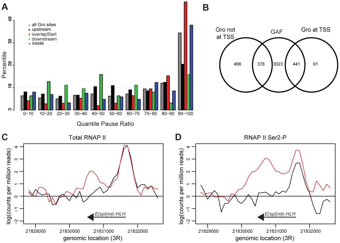 Gro is enriched at genes that exhibit RNAP II promoter proximal pausing.