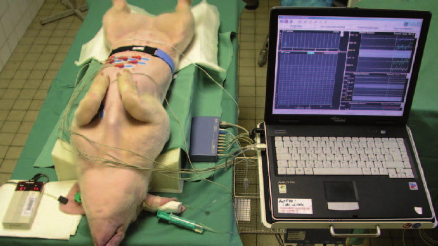 Uspořádání elektrogastrografie u experimentálního prasete.
Fig. 1. General view of the arrangement of electrogastrography in an experimental pig.