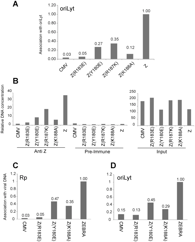 Replication defective ZEBRA proteins with single point mutations in the basic domain associate weakly with oriLyt and Rp <i>in vivo</i>.