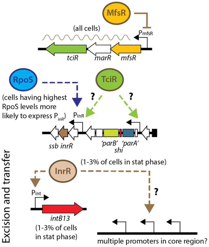 Model for regulation of ICE<i>clc</i> transfer competence.