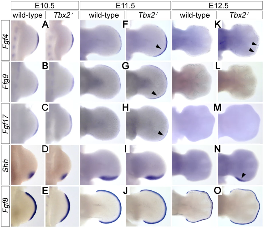 Prolonged posterior e-m signaling in <i>Tbx2</i>-deficient hindlimbs.