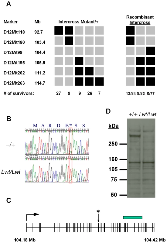 Positional cloning of the unc-79 <i>Lightweight</i> mutation.