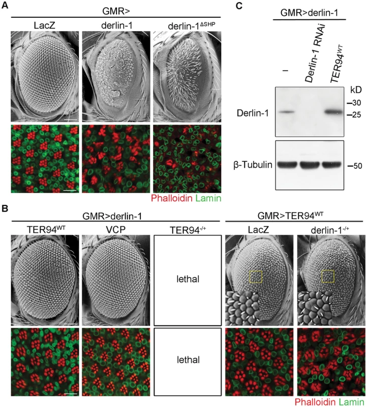 TER94 overexpression suppresses Derlin-1-associated cytotoxicity.