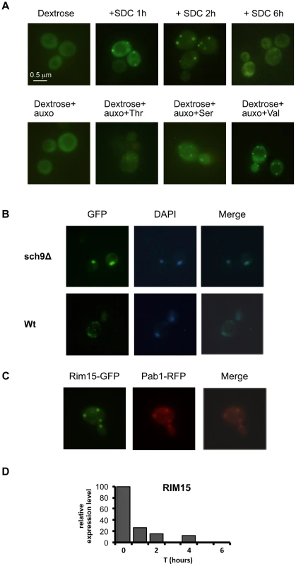 Amino acids affect Rim15 activity.