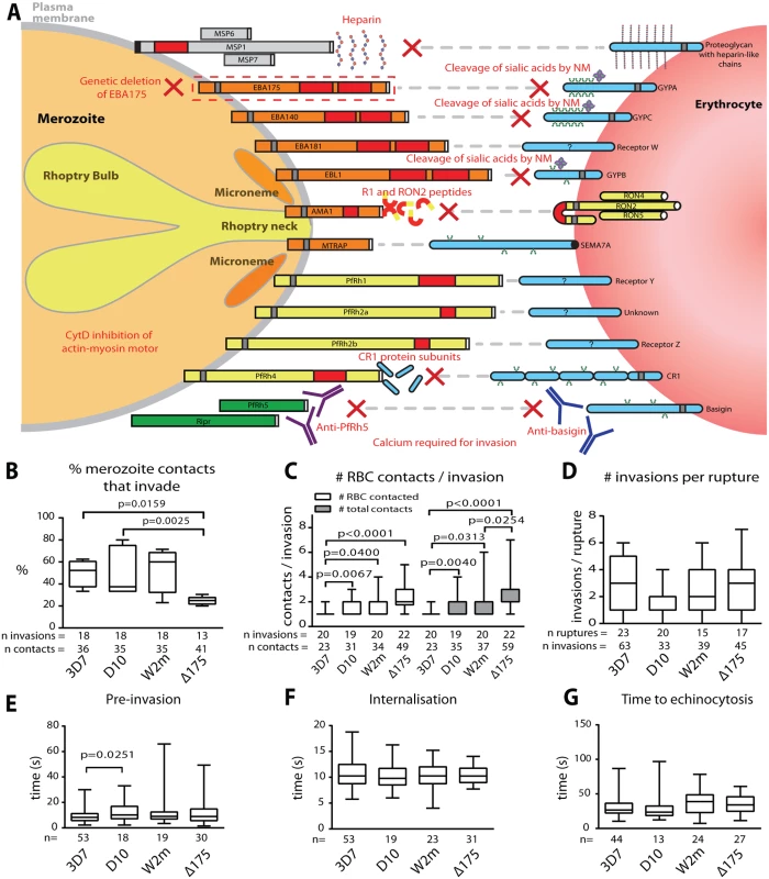 Merozoite invasion kinetics are generally similar for different <i>P. falciparum</i> strains.