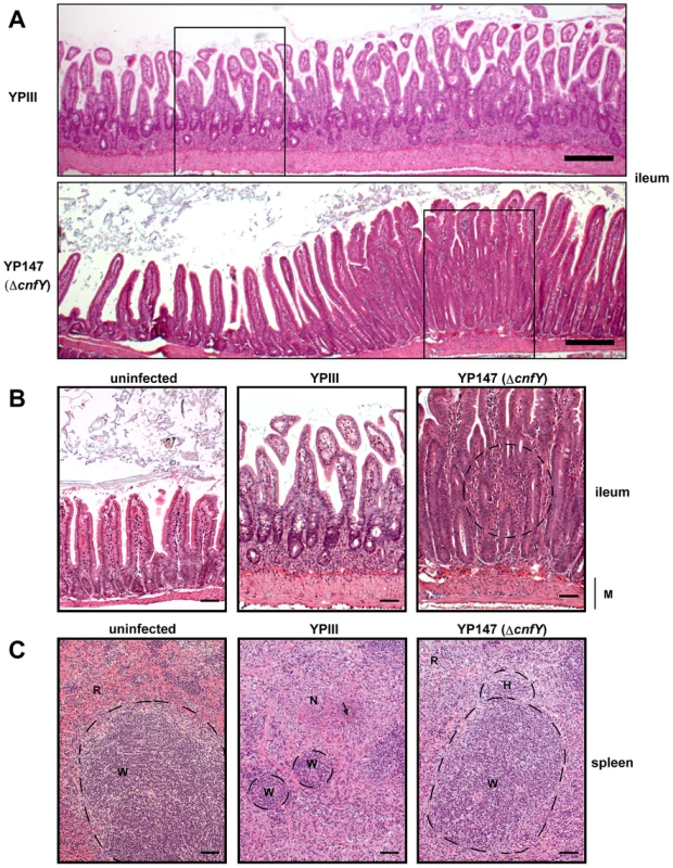 Histology of infected organs.