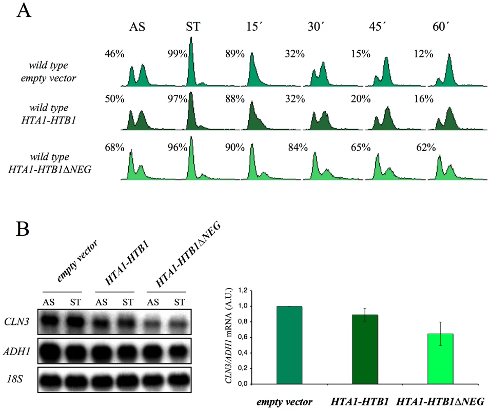 The overexpression of histones in the wild-type cells induces G1 delay.
