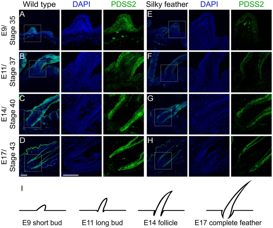 Immunohistochemistry of PDSS2 in wild-type and silky-feather embryonic skins.