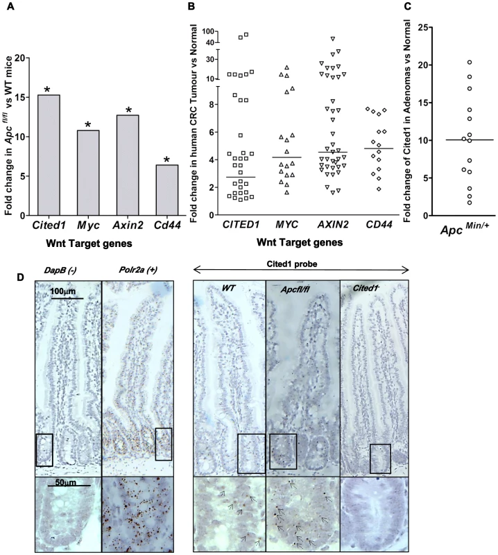 <i>Cited1</i> over-expression in <i>Apc<sup>Min/+</sup></i> mice, <i>AhCre<sup>+</sup>Apc<sup>fl/fl</sup></i> mice and human colorectal cancer.